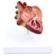 Model srdce psa s parazitem