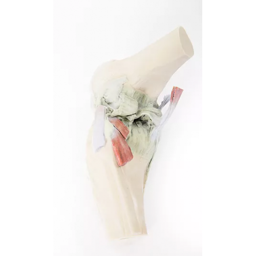 Kolenní kloub - ohnutý