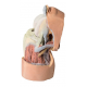 Model ohnutého kolenního kloubu