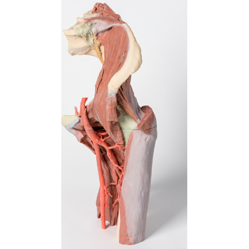 Dolní končetina - hluboká disekce levé části pánve a stehna