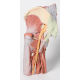 Anatomický model levé části pánve a stehna