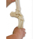 Pohyblivý model kostry lidské nohy
