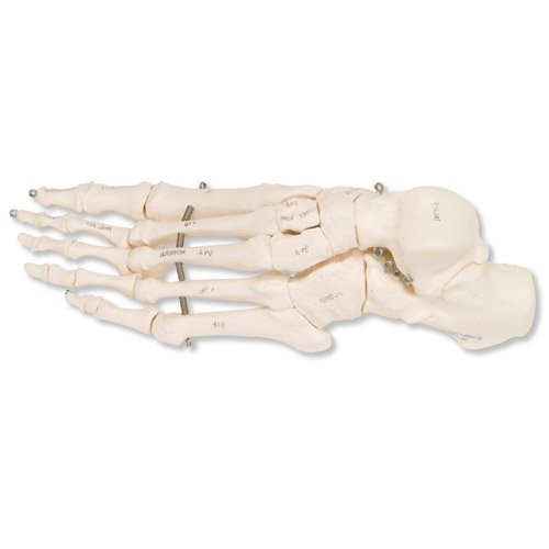 Model kostry lidské nohy spojené drátem