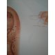 Schéma - lidské ucho - akupunktura - AJ - 50x67 cm