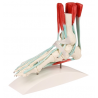 Model kostry nohy v životní velikosti znázorňuje vazivový a svalový aparát, který je zastoupen svaly a šlachami, které z daného svalu vychází a upínají se na jednotlivé kosti chodidla. Celkem je znázorněno více jak 10 anatomických struktur.