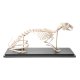 Anatomický model kostry - zajíc polní