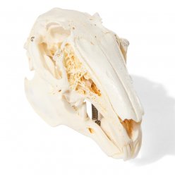 Zajíc polní - Lepus europaneus - lebka
