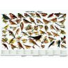 Na nástěnné tabuli je vyobrazeno celkem 57 druhů ptáků - pěvců. Tato tabule patří k nejúspěšnějším tabulím vůbec.