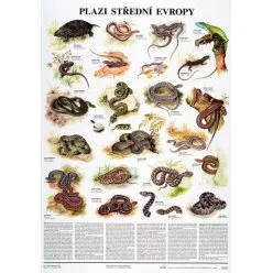 Schéma - Plazi střední Evropy
