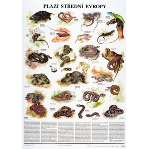 Schéma - Plazi střední Evropy