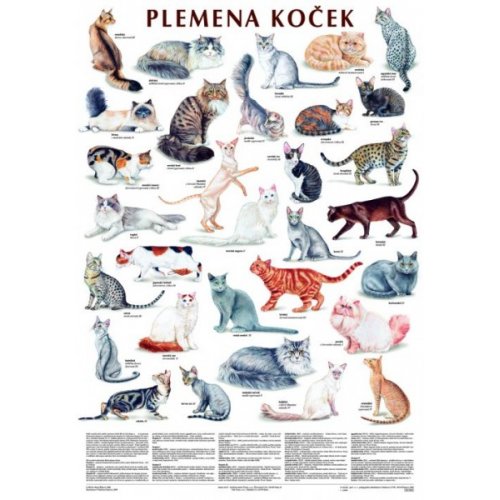 Schéma - Plemena koček