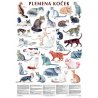 Mezinárodní felinologická federace (FIFe) v současné době uznává 31 plemen koček, jejichž standardní vyobrazení pečlivě korigovala dr. Marie Říhová. Zařazení do jednotlivých skupin a podrobnější údaje v textu.