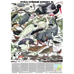 Schéma - Ptáci střední Evropy III
