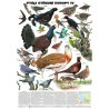 K suchozemským ptákům patří kromě pěvců, kterým se věnují dvě následující tabule, zástupci těchto čeledí: tetřevovití, bažantovití, chřástalovití, dytíkovití, dropovití, holubovití, kukačkovití, rorýsovití, mandelíkovití, ledňáčkovití, dudkovití a datlovití.
