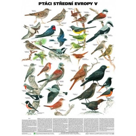 Schéma - Ptáci střední Evropy V