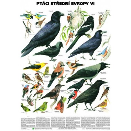 Schéma - Ptáci střední Evropy VI (Pěvci 2)