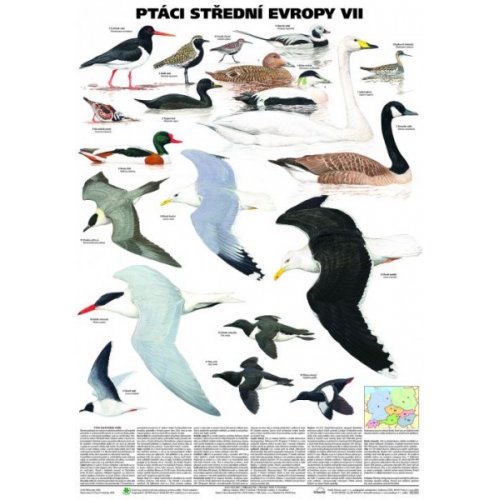 Schéma - Ptáci střední Evropy VII