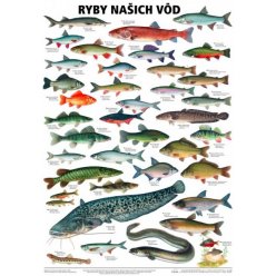 Schéma - Ryby našich vod