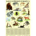 Schéma - Savci střední Evropy I - Šelmy