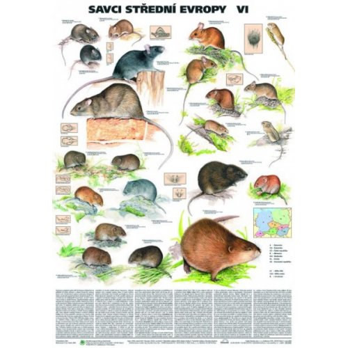 Schéma - Savci střední Evropy VI