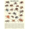 Schéma - Sklípkani