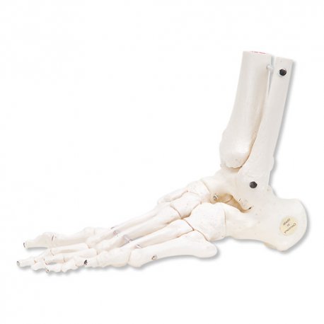Kostra nohy s částí kosti holení a lýtkové - pohyblivá - levá