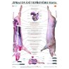 Výuková tabule Zpracování vepřového masa svým zajímavým grafickým pojetím spojuje informace o jednotlivých částech vepřového masa, jeho zpracování (bourání) a kuchyňské úpravě.