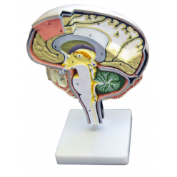 Barevně odlišené anatomické části mozku
