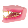 Model čelisti psa středního plemene unikátně zobrazuje pravou polovinu zdravého chrupu a levou polovinu chrupu poškozeného - je zde ukázáno 9 patologických problémů - od přebytečných přes zničené až chybějící zuby + různé dentální onemocnění. Čelist je pohyblivá - lze ji otevřít/zavřít a rozdělit na 2 samostatné části.