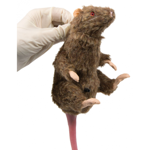 SQUEEKUMS - model laboratorní krysy