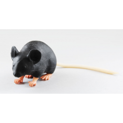 Model myši - MIMICKY