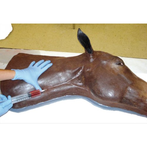 Kůň (hlava s krkem) - simulátor cévního přístupu