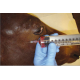 Kůň - aplikace injekce