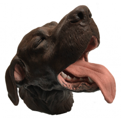 Model psí dutiny ústní