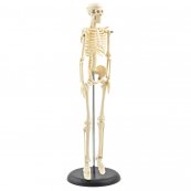 Mini model lidské kostry 42 cm - DOPRODEJ