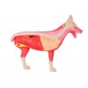 Tento rozkladatelný psí model zahrnuje dvě poloviny. Jedna z nich zobrazuje vnější část psího těla a vykresluje srst a sliznice, zatímco druhá polovina znázorňuje psa bez kůže, díky čemuž na ní lze vidět svaly a šlachy.