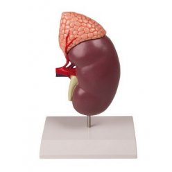 PŮJČOVNA Model lidské ledviny - 2 části - dvakrát zvětšeno