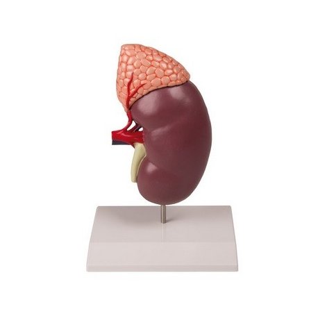 Model lidské ledviny - 2 části - dvakrát zvětšeno