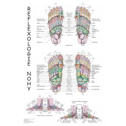 Schéma - reflexologie nohy