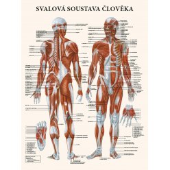 Schéma - Svalová soustava člověka