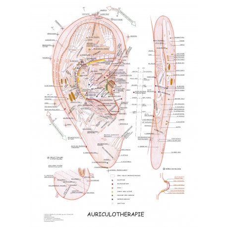 Schéma - Auriculoterapie