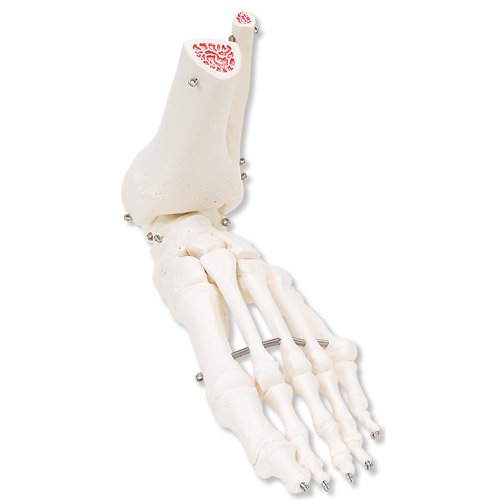 Model kostry lidské nohy s částí kosti holenní a lýtkové - spojená drátem