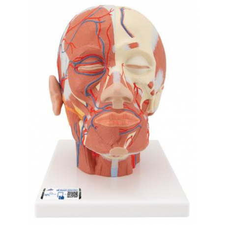 Model lidské hlavy se svaly a cévami
