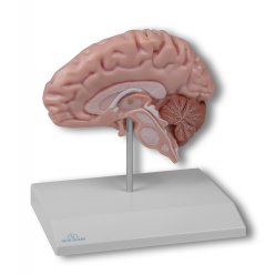 Model poloviny lidského mozku