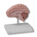 Model poloviny lidského mozku - životní velikost