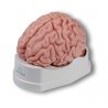 Tento realisticky barevný ručně malovaný model lidského mozku můžeme rozdělit na pravou a levou polovinu, přičemž levá část je snadno rozložitelná na 4 části. Jedná se o mozeček, mozkový kmen, čelní a temenní laloky, spánkové a týlní laloky. Celý model je umístěn na podstavci.