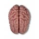 Model mozku v životní velikosti