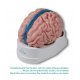 Lidský mozek s falx cerebri (není součástí tohoto modelu)