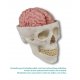Lidský mozek s lebkou (lebka není součástí tohoto modelu)