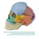 Lidský mozek s lebkou (lebka není součástí tohoto modelu)